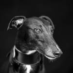 Manuel SUBASIC - CLAP IMAGES