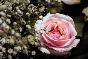 Arnaud GUILLOTIN - Guillotin